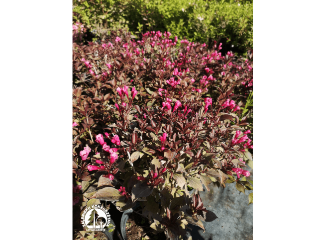 Weigela florida   'Minor Black' = 'Verweig3'